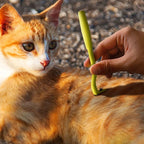 Professional Tick and Flea Removal Tool Set for Pets