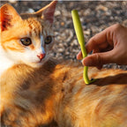 Professional Tick and Flea Removal Tool Set for Pets