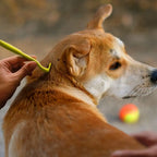 Professional Tick and Flea Removal Tool Set for Pets